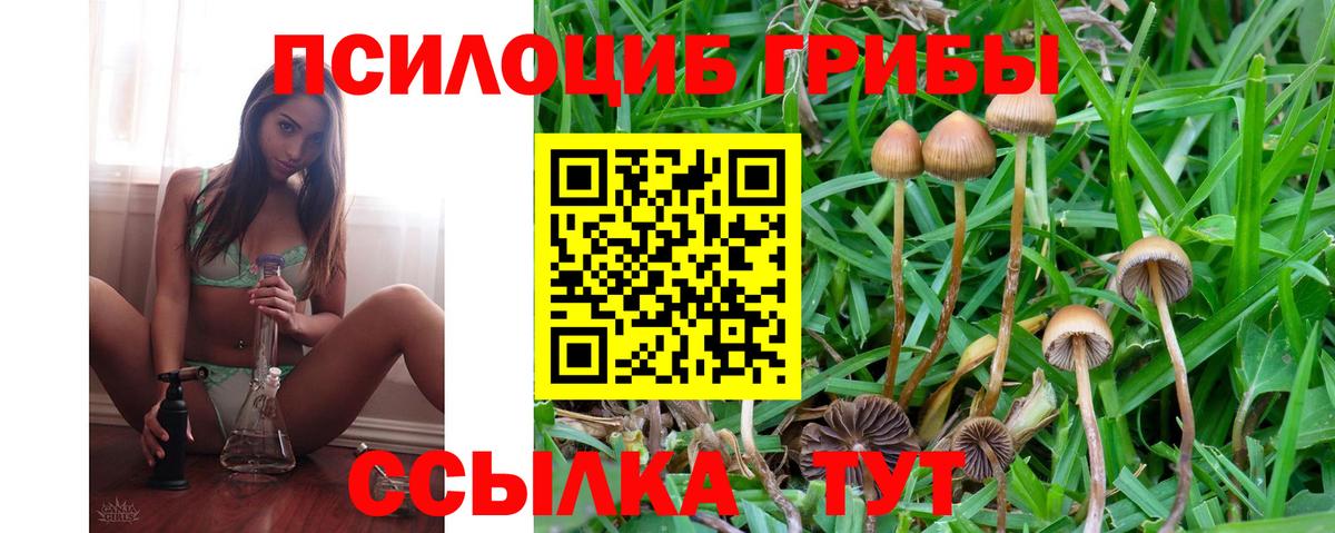 Михайловск  Псилоцибиновые грибы Cubensis  Вход с VPN 